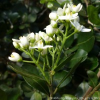 Atalantia ceylanica (Arn.) Oliv.